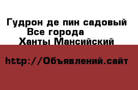 Гудрон де пин садовый - Все города  »    . Ханты-Мансийский